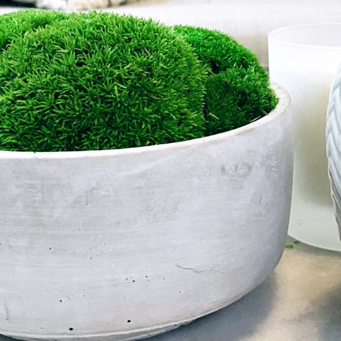 Preserved Moss Bowl Etsy