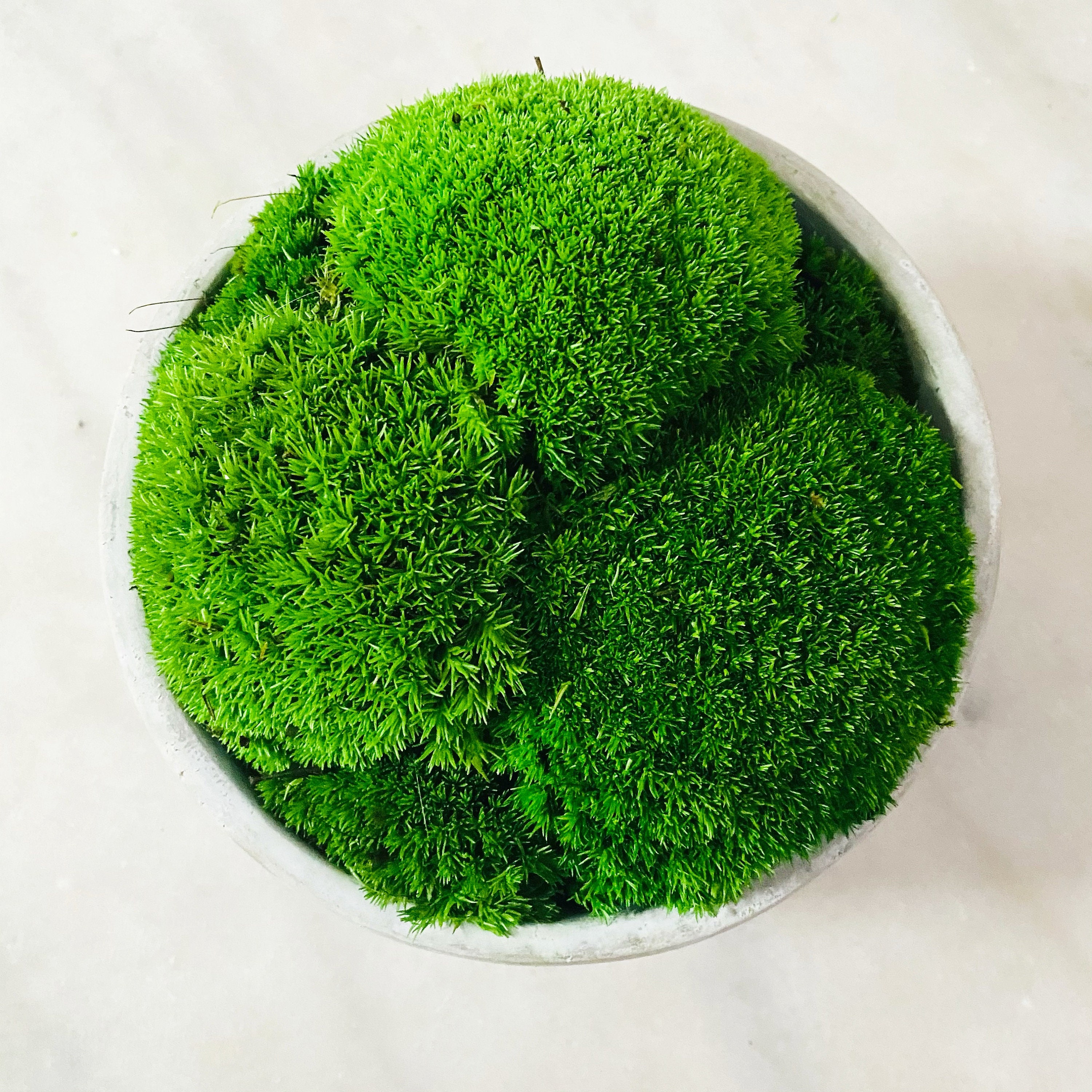 Preserved Moss Bowl Etsy
