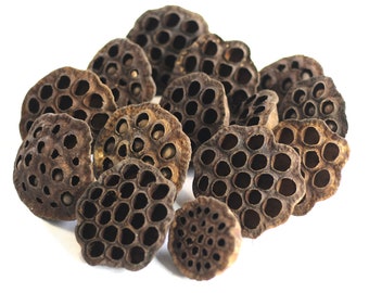 Lotus pod head - sets of 12 head