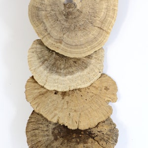 May include: Four stacked, light brown, circular, dried mushrooms with a concentric ring pattern.