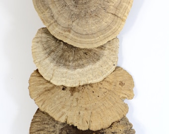 Set de 4 esponjas decorativas naturales secas.