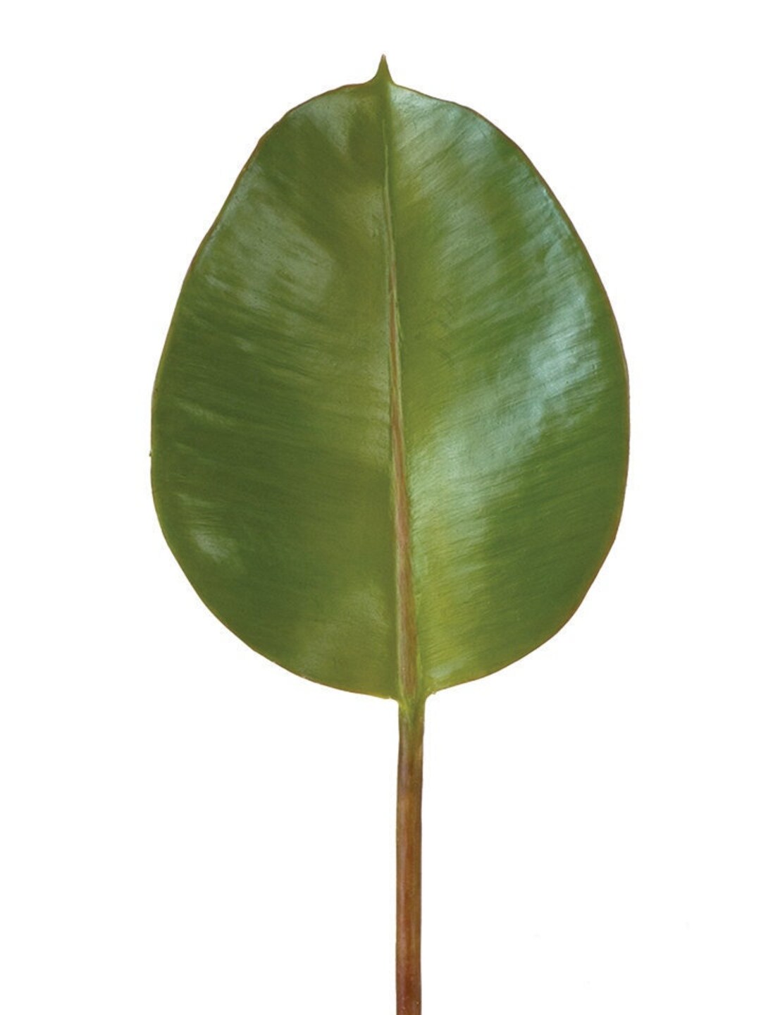 18'' Rubber Tree Leaf Etsy