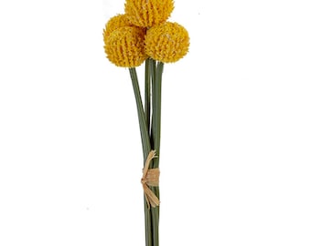 May include: A bouquet of three yellow billy balls, also known as craspedia, tied together with a natural twine.