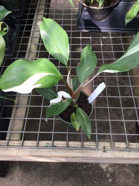 Philodendron erubescens - Etsy 日本