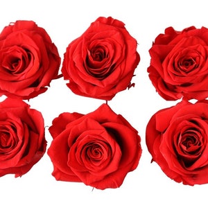 preserved rose head (pack of 6)