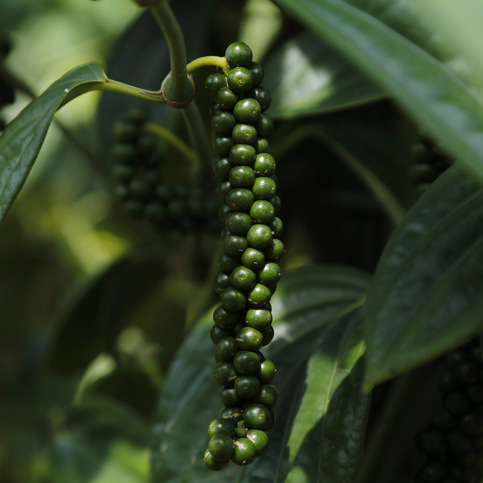 Black Peppercorn Sarawak Black Pepper Berries by Natharvest Etsy