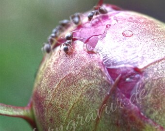 Digital Download, Picture, Poster, Landscape, Nature, Ant2