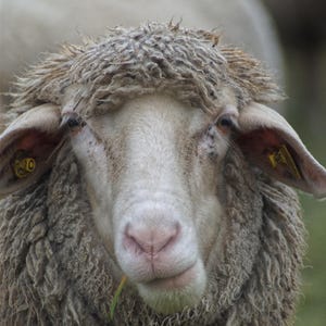 Digital Download, Picture, Poster, Landscape, Nature, Animals, Sheep6