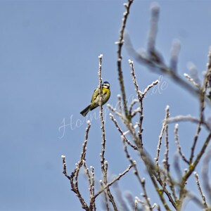 Digital Download, Picture, Poster, Landscape, Nature, Bird, Bluetit
