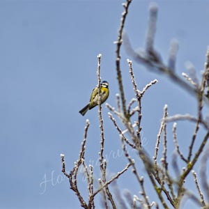 Digital Download, Picture, Poster, Landscape, Nature, Bird, Bluetit