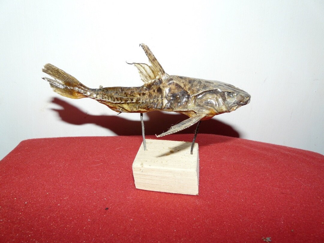 Amazon Turushuqui Catfish Taxidermy Etsy