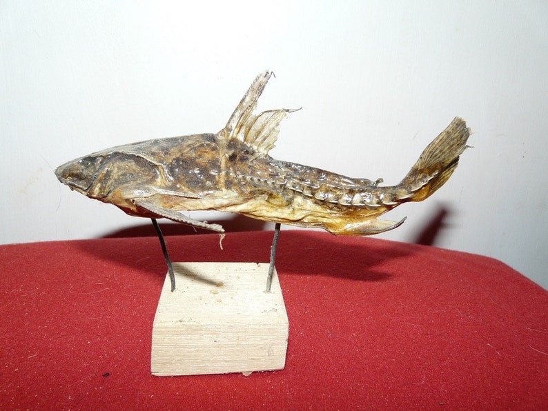Amazon Turushuqui Catfish Taxidermy Etsy