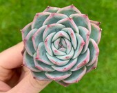 Echeveria Silhouette