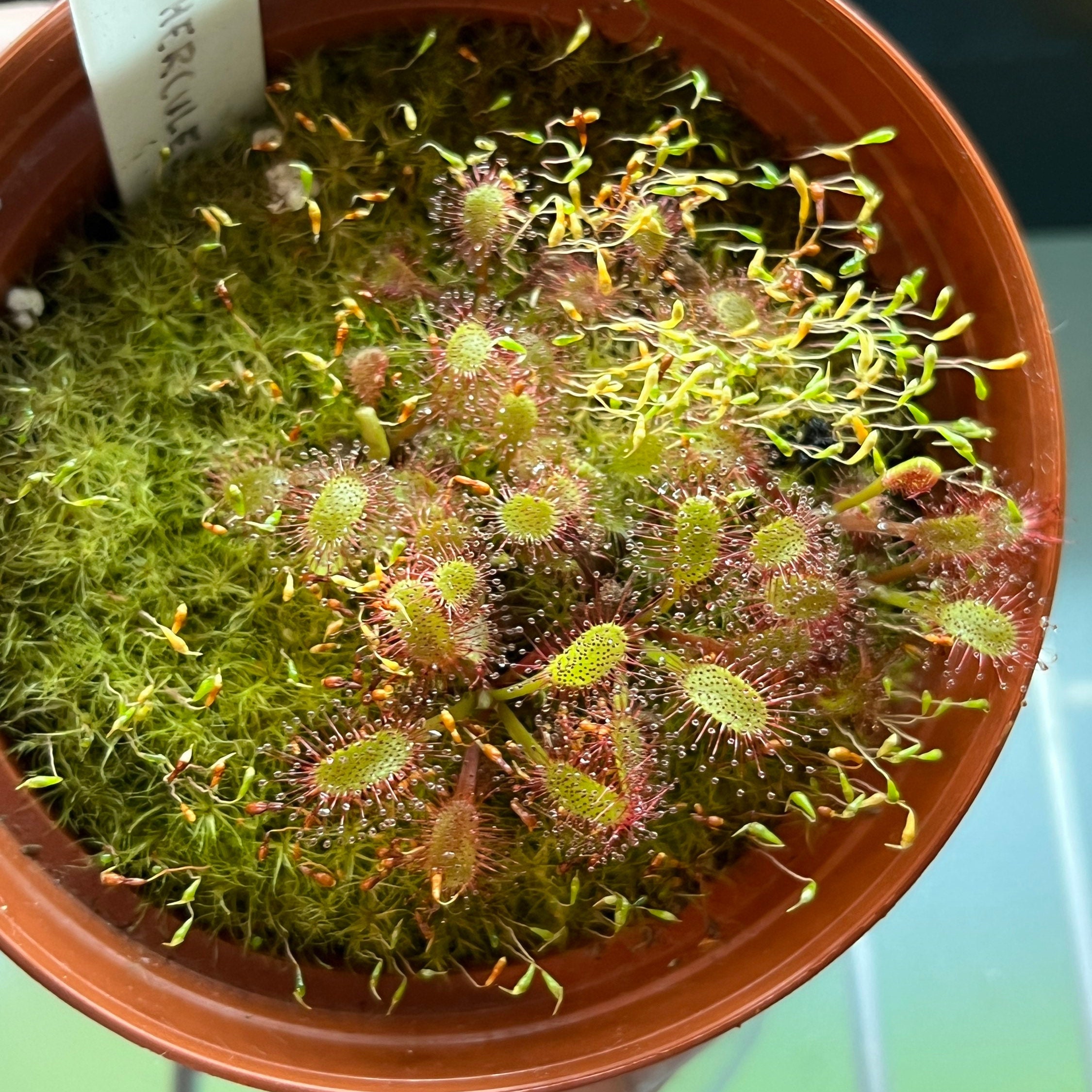 Small Sundew Drosera 'Hercules' Cultivar Live Carnivorous Plant Small Sundew Drosera 'Hercules' Cultivar Live Carnivorous Plant