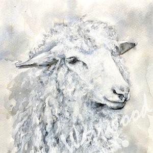 Original sheep ink drawing
