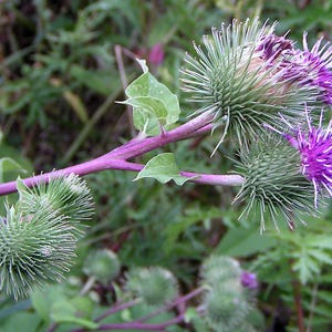 Puede incluir: Primer plano de una flor morada con hojas verdes y espinosas. La flor está en flor y tiene un aspecto delicado y plumoso.