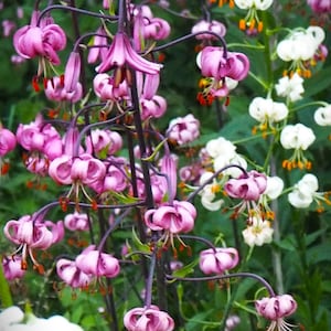 Martagon lily (Wild!) [Lilium martagon] (Turk&#39;s Cap)  Mixed Color Turk&#39;s Cap Lily Red Pink Orange Flower 50 seeds For 2025 Season