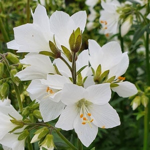 Polemonium caeruleum subsp. Blume f. Album [Jakobsleiter weiße Form] Für 2024 Saison ~150 Samen