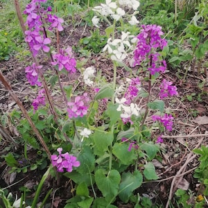 Lunaria annua [Honesty], For 2025 Season 50 seeds