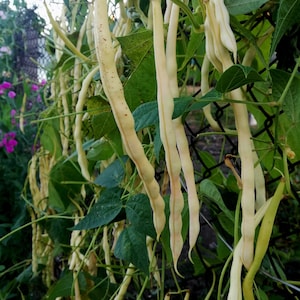 Climbing bean Monte Gusto 40+ seeds [11 g]