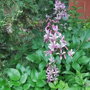 Brennender Busch [Dictamus albus L. var. purpureus] (Zigeunerkraut, Diktum, Gaspflanze, Fraxinella) 30 Samen 2025 SAISON