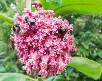 Asclepias syriaca [Euforbia comune] 25+ semi