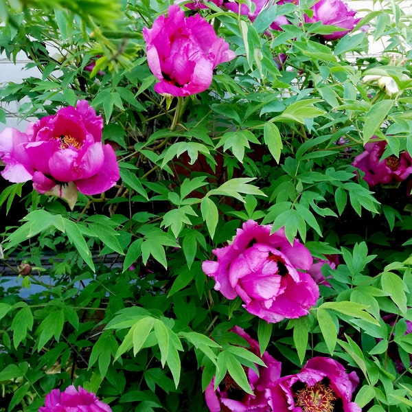 Paeonia suffruticosa [pivoine arborescente] + de 60 graines