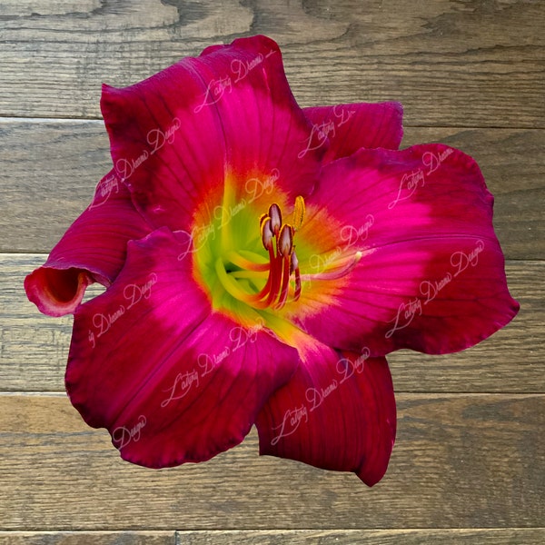 Aluring red daylily sticker. Daylily cultivar named Kabuki Ballet sticker for you to brighten up your items and add beauty to your day.