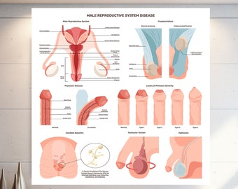 Male Penis Anatomy Wall Art, Male Reprod Uctive System Wall Art, Extra Large Wall Art, Canvas Wall Art, Tempered Glass Wall Art