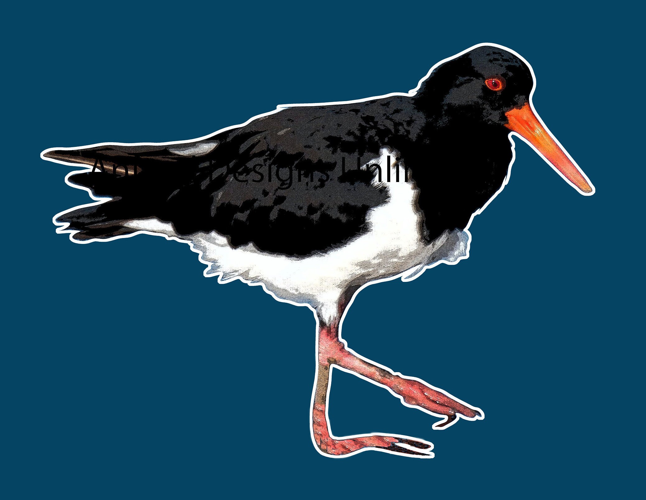 American Oyster Catcher Design Art Glossy Sticker Etsy