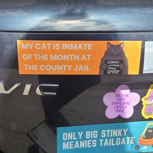 May include: A collection of bumper stickers on a car. One sticker reads "MY CAT IS INMATE OF THE MONTH AT THE COUNTY JAIL" with a cartoon cat holding a sign. Other stickers include "DRIVE SAFE SOMEONE LOVES YOU" and "ONLY BIG STINKY MEANIES TAILGATE."