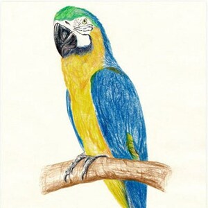 Póster de pájaro impreso para habitación infantil, póster para guardería, motivo de bosque, póster LORO, FORMATO A4 / A3