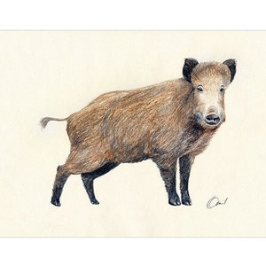 Póster impreso para habitación infantil, póster para guardería, motivo de bosque, ANIMALES DEL BOSQUE - Jabalí, FORMATO A4 / A3