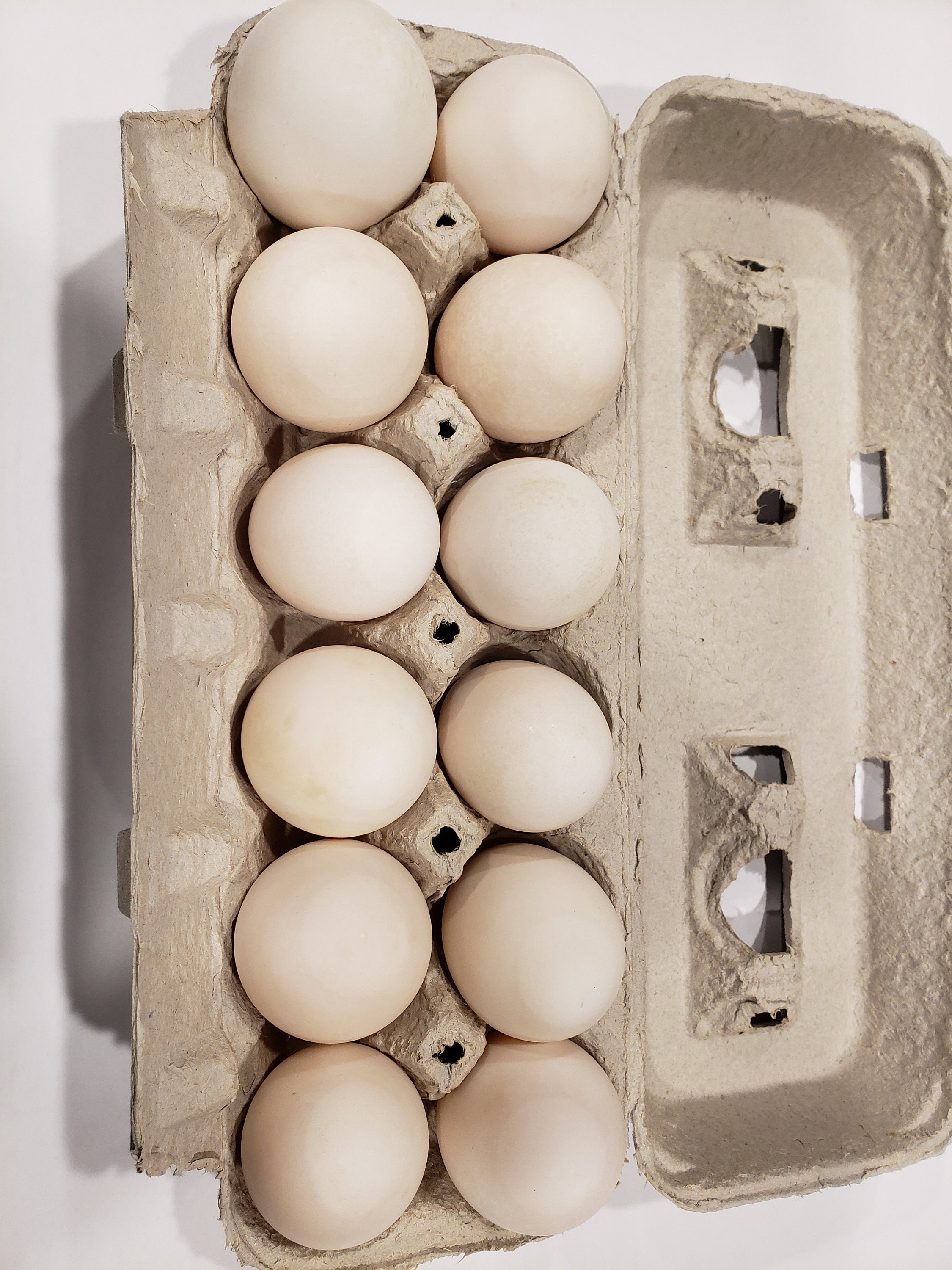 Duck eggs edible 1 dozen Etsy