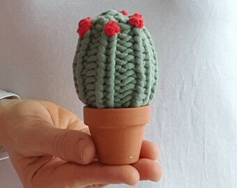 Eierwärmer Kaktus