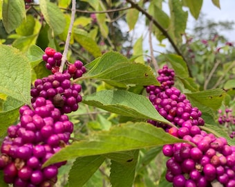 American Beautyberry - Live plant - Callicarpa americana - Organic grown