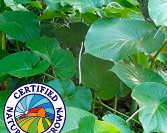 Mexican Pepperleaf Live Plant - Piper auritum - Hoja Santa - Organic