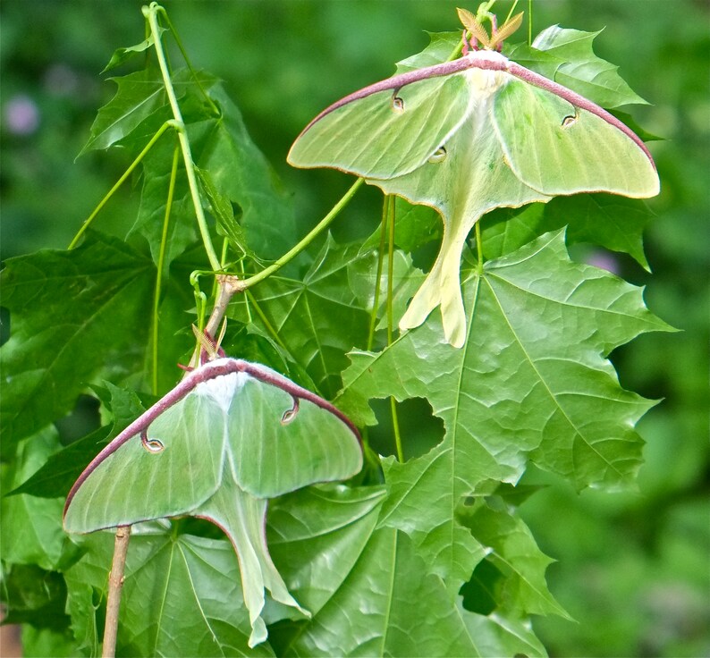 Moth Host Plant Sweet Gum Tree Liquidambar Styraciflua Etsy