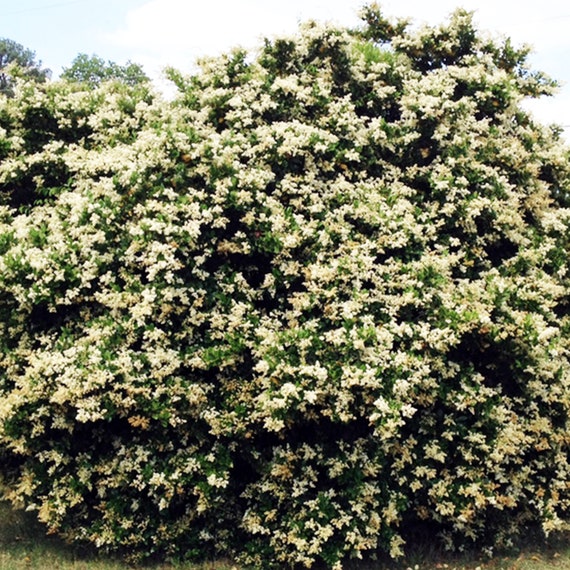 Image of Japanese privet tree painting