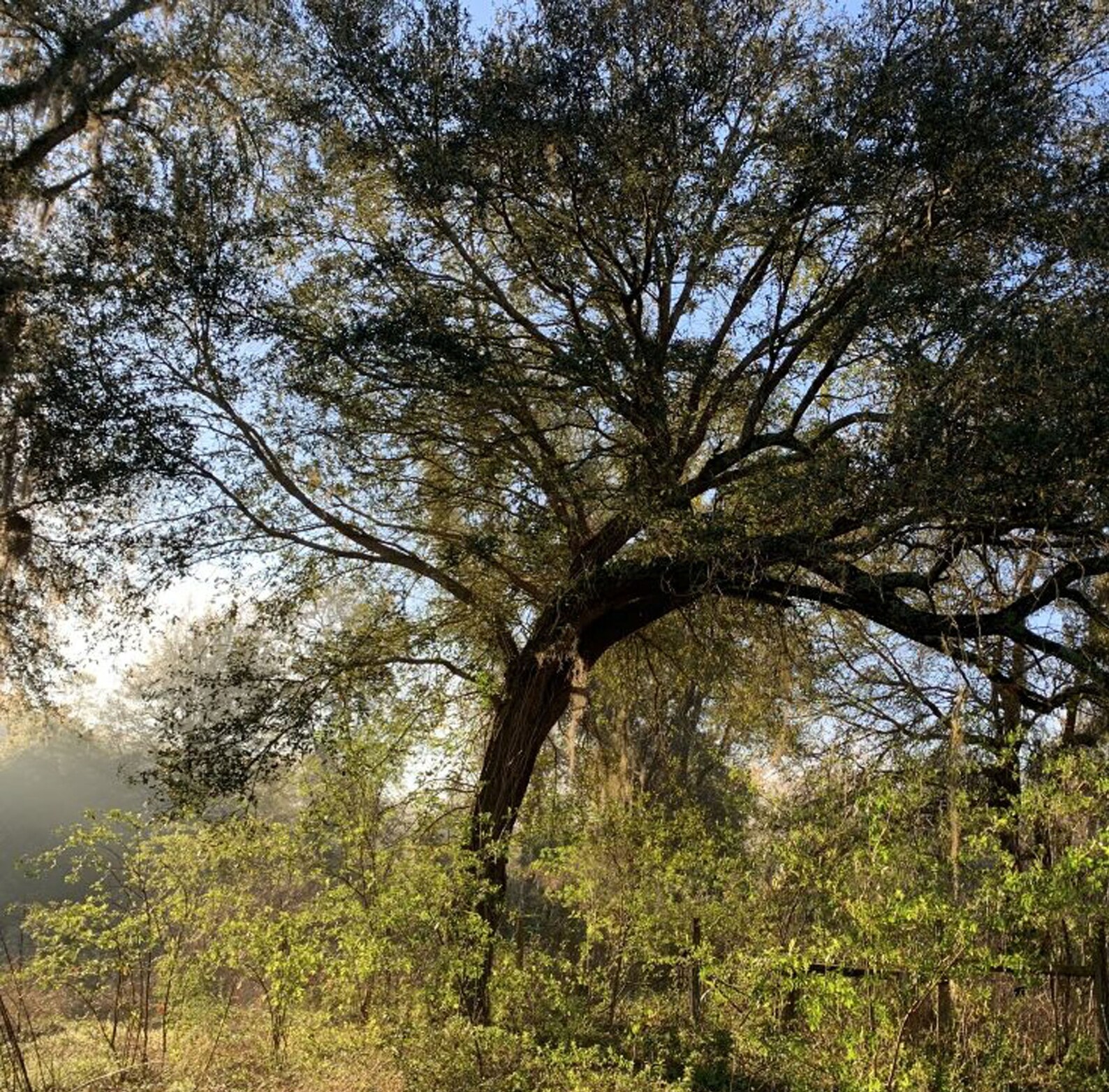 Live oak tree Evergreen oak Quercus Naturally grown Etsy