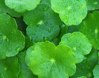 Organic Pennywort - Centella - Live plant