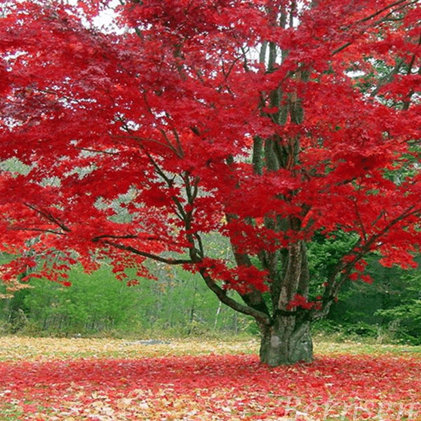 Japanese Maple Tree - Etsy