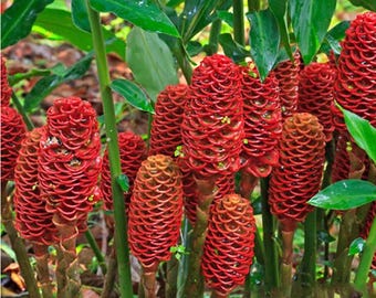 2 Rhizomes White Butterfly Ginger Lily (Hedychium Ginger/White Garland Lily) Not Plant