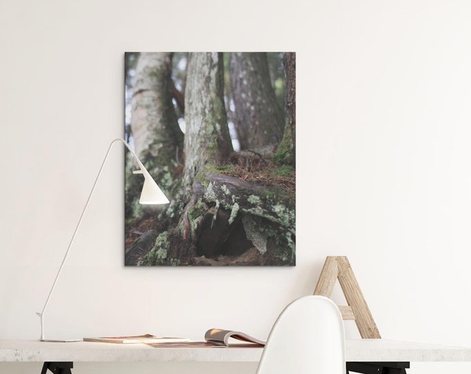 Canvas Print, Forest Floor Photo, Dark Hole Under Tree, Stretched Matte Print, Nature Wall Art, Home Decor, Gift for Nature