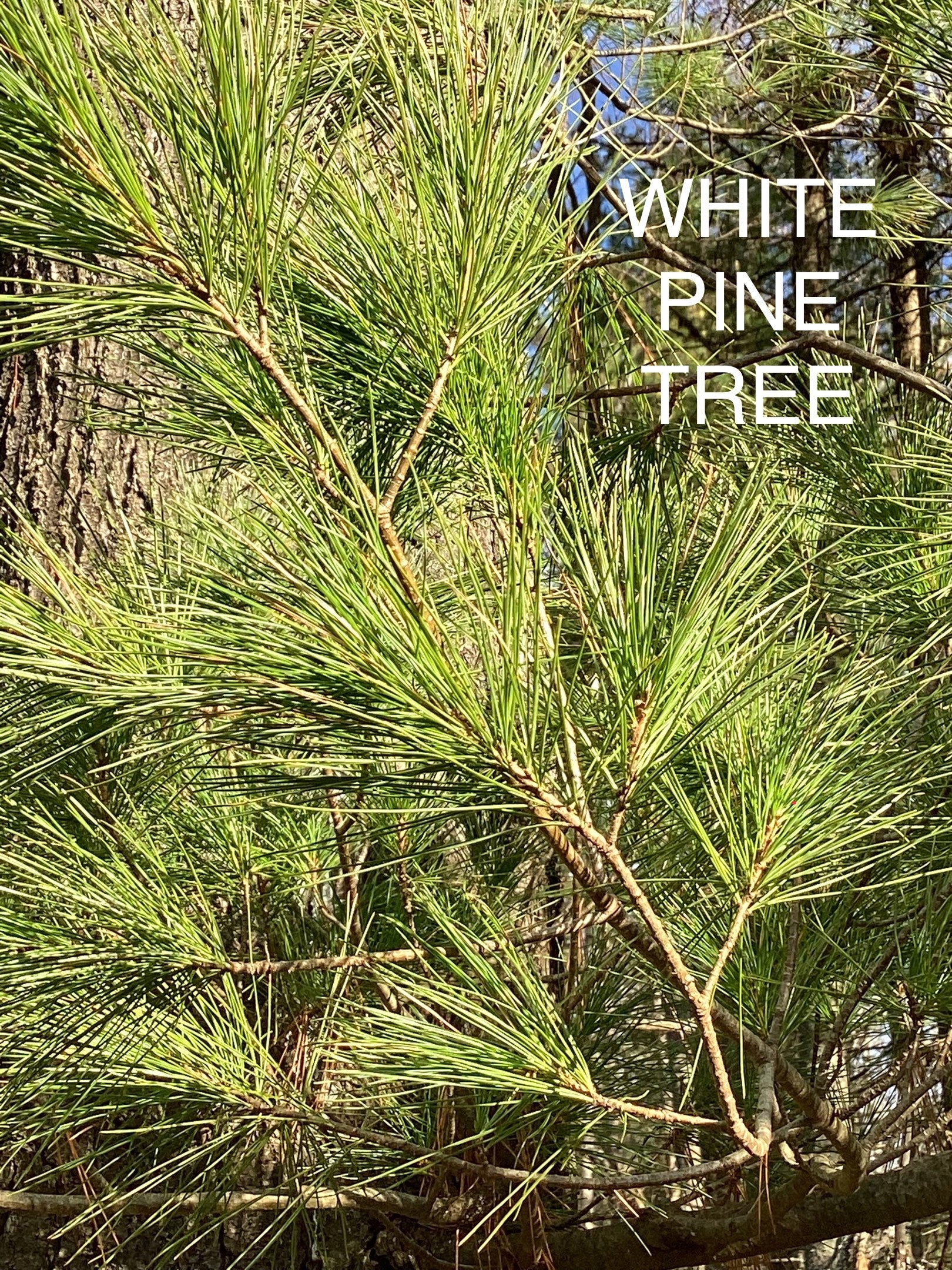 3packs White Pine Needle Tea ORGANIC LOOSE Needles for TEA Etsy