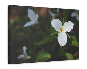 White Trillium Flower Canvas Wall Art, Spring Forest Photography