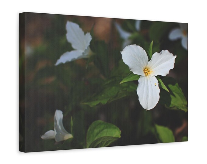 Canvas Wall Art, White Trillium Flower Bloom Nature Print, Home Decor, Floral Botanical Art, Spring Forest Photography