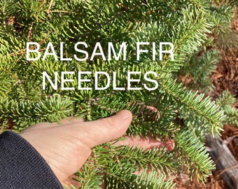 Balsam FIR NEEDLE tea, Pine Needle Tea