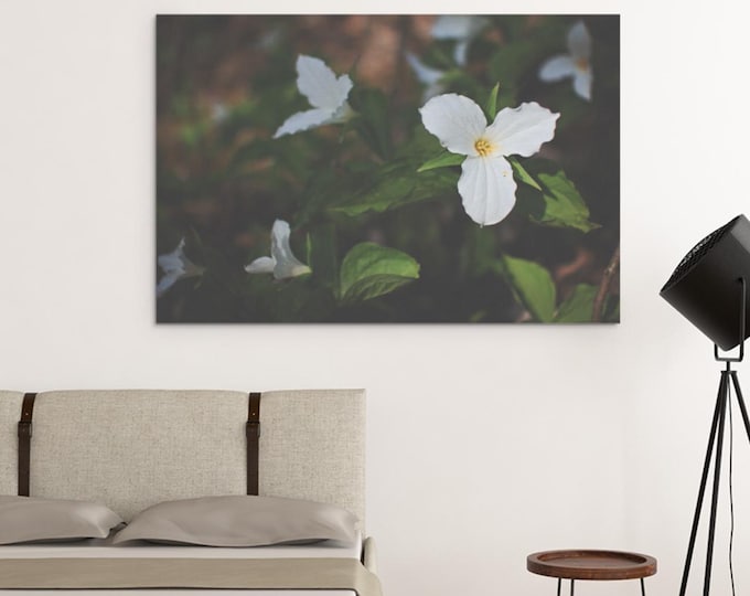Canvas Wall Art, White Trillium Flower Bloom Nature Print, Home Decor, Floral Botanical Art, Spring Forest Photography, Sunlight Stream