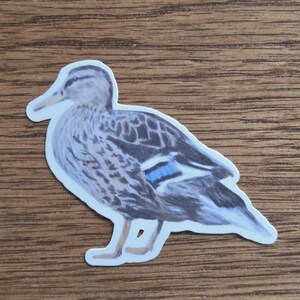 Vinyl Young Mallard Sticker